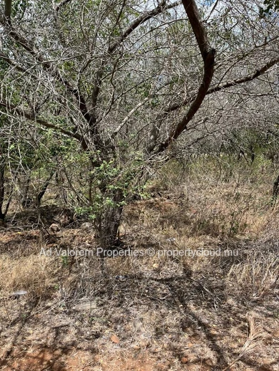 Land for sale in Black River
