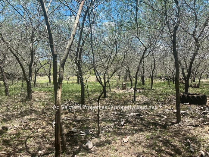 Land for sale in Black River.