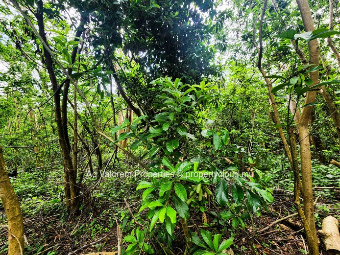 Chamarel - Prime Agricultural Land for Sale 