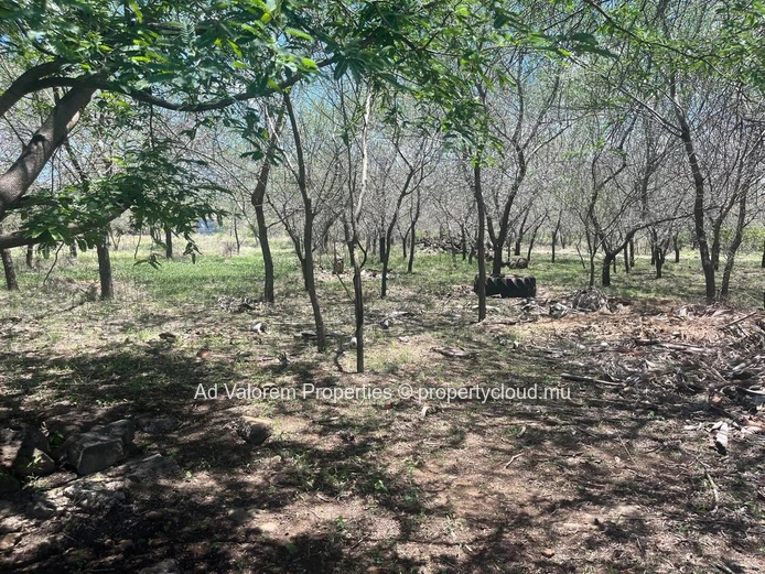 Land for sale in Black River.